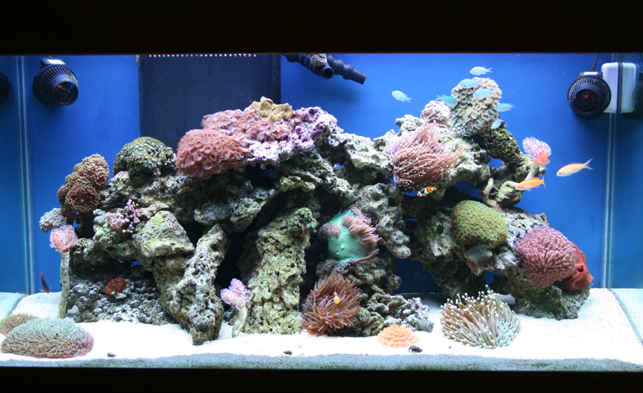 Reef Aquarium
